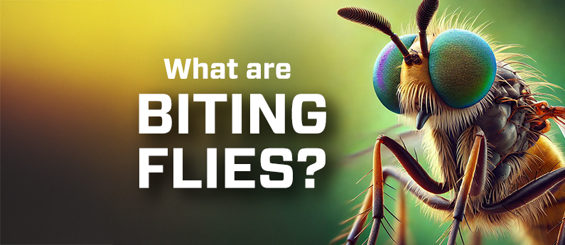 How to Tell the Difference Between Biting Flies and Filth Flies (and Choose the Right Trap)