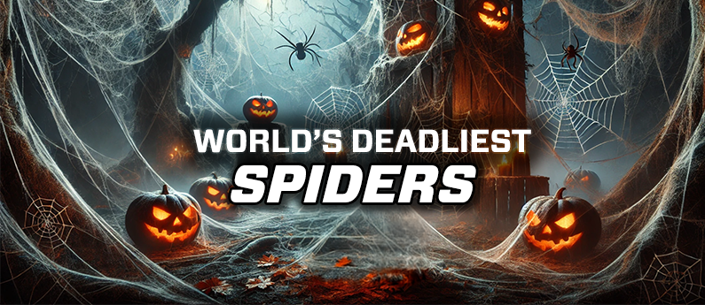 Five of the World's Deadliest Spiders